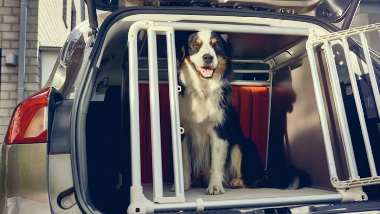Los mejores coches para viajar con perros